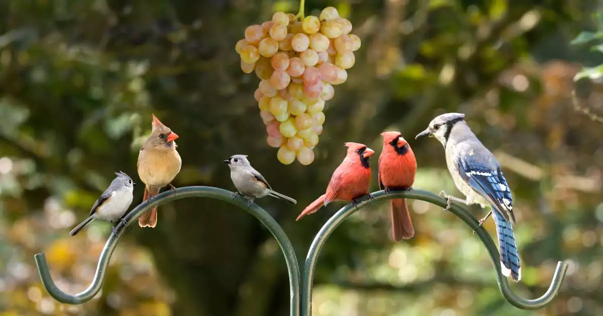 Can Birds Eat Grapes Safely?