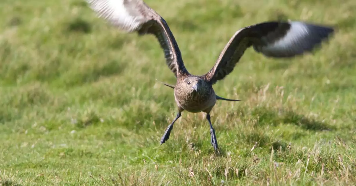 Why is bird not flying away when approached