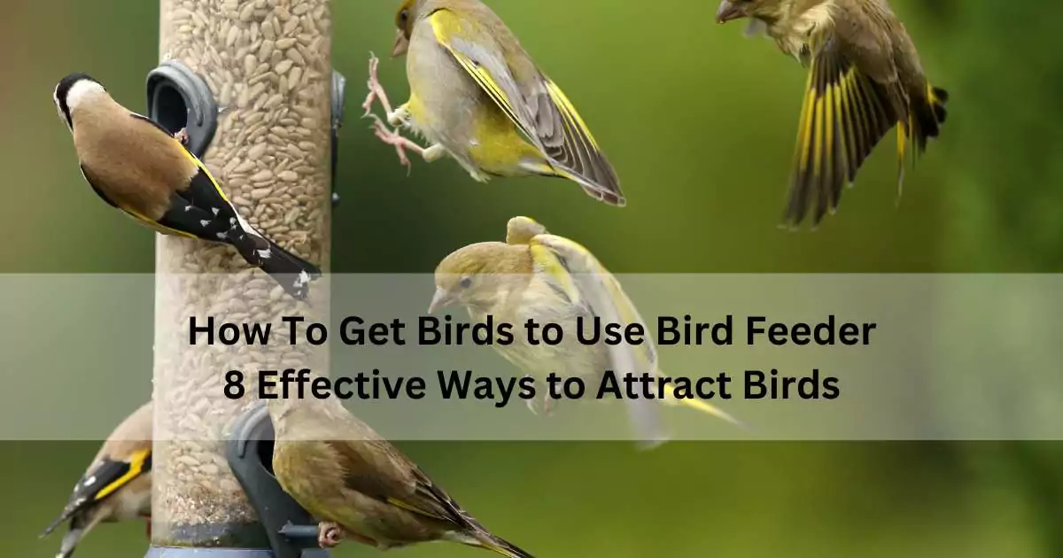 how to get birds to use bird feeder